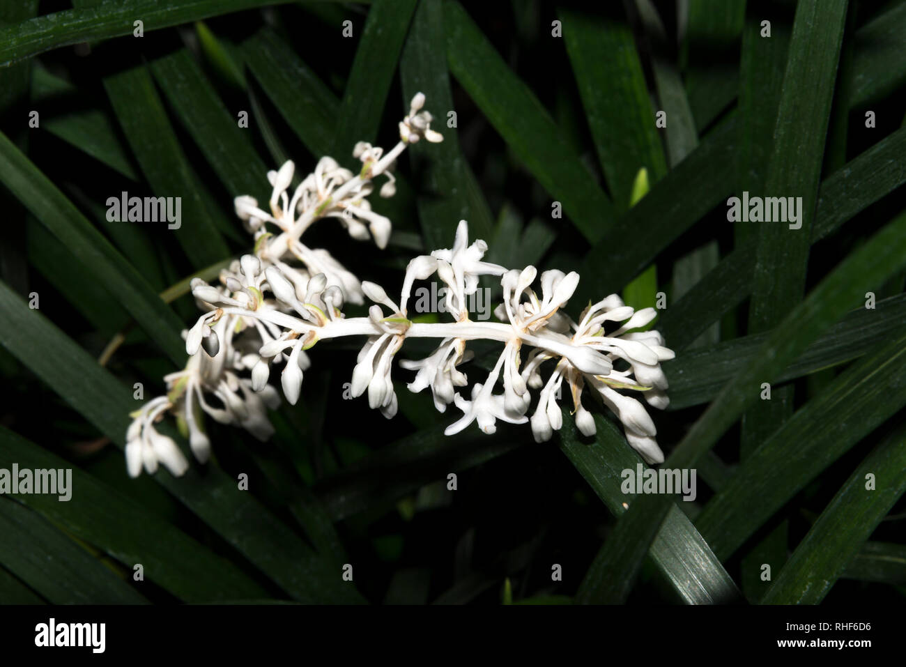 Dwarf Lilyturf (Ophiopogon japonicus) Stock Photo