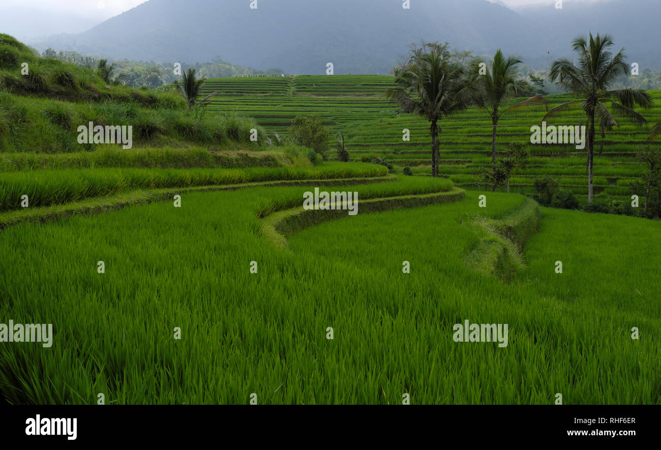 Jatiluwih Rice Terraces In Bali Stock Photo - Alamy