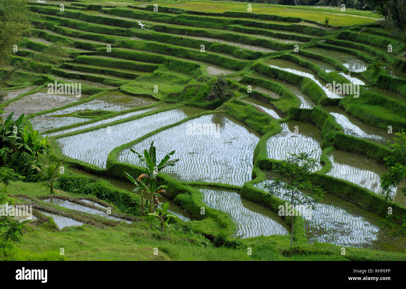 Jatiluwih Rice Terraces In Bali Stock Photo - Alamy