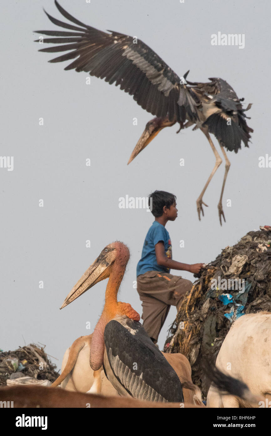 A young boy climbs the trash pile while greater adjutants (L. dubius) move about Stock Photo