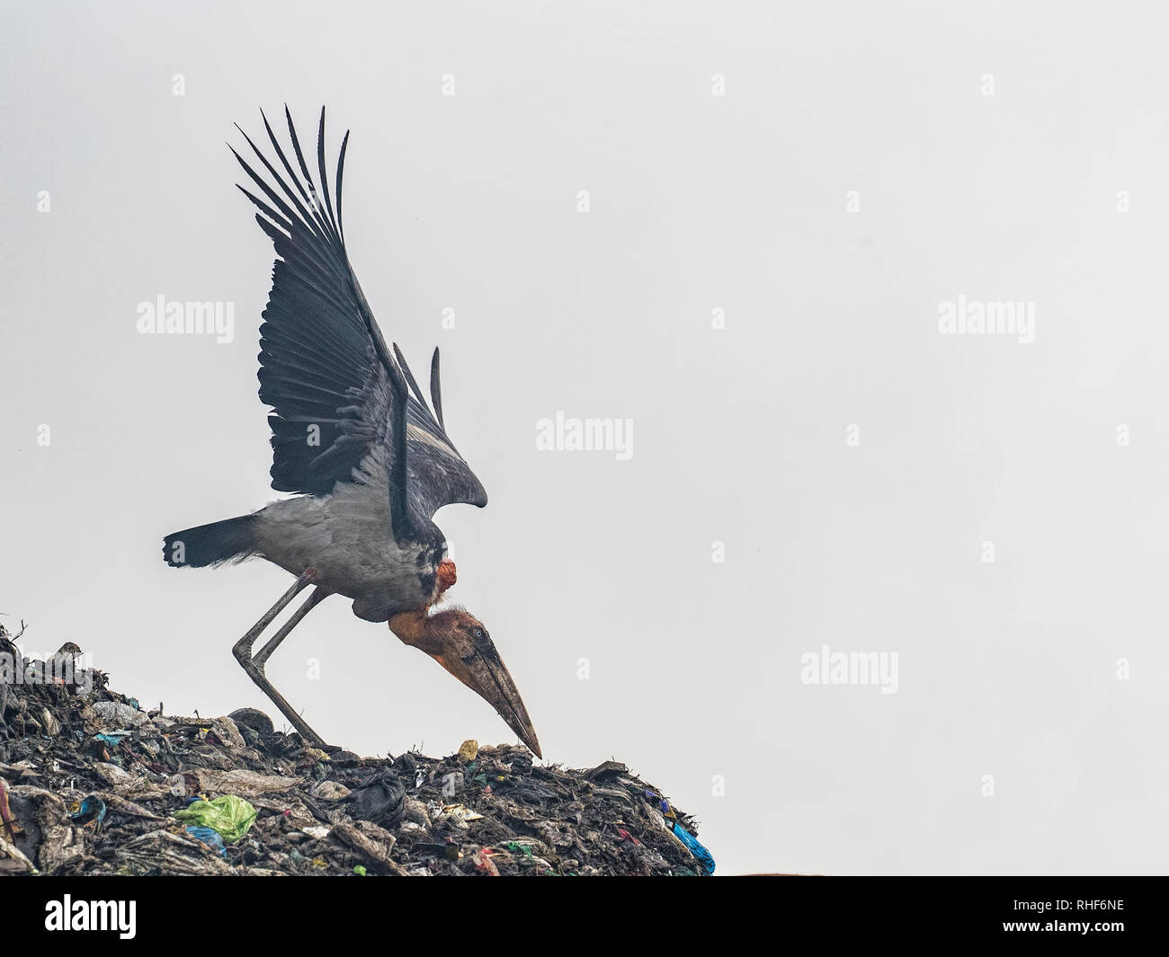 A greater adjutant (Leptoptilos dubius) spreads it's wings Stock Photo