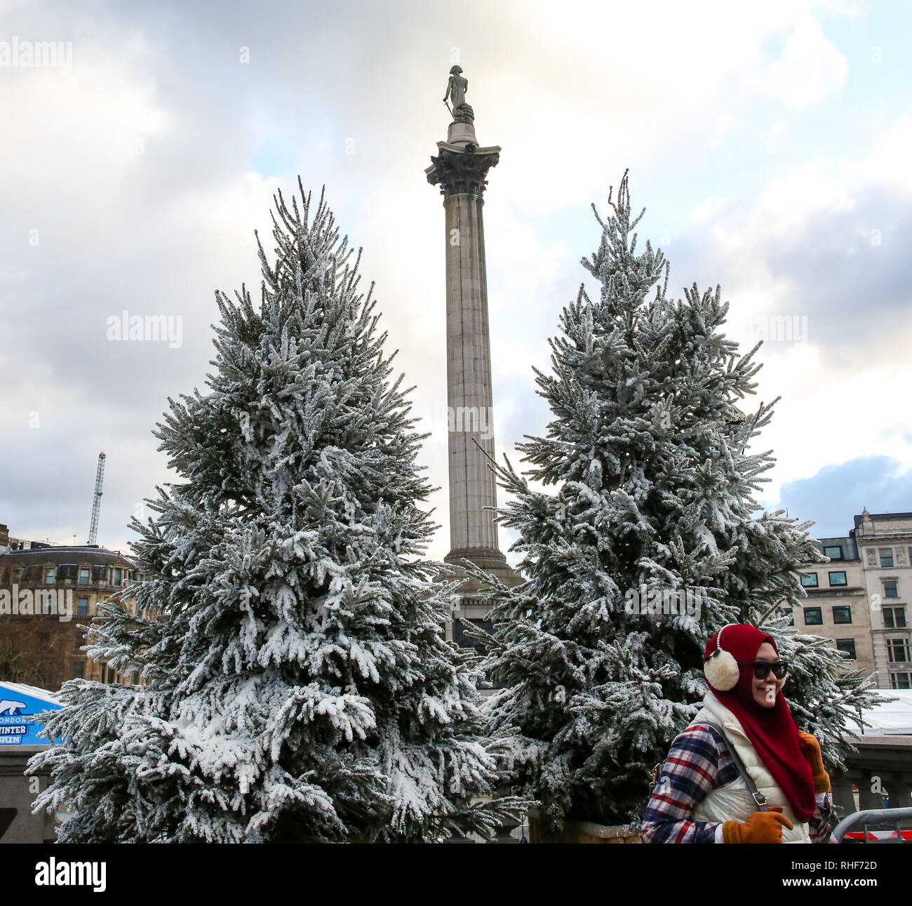 Fir trees in London's Trafalgar Square are seen covered in fake snow in preparation for the 5th Cancer Research UK London, Winter Run which will take place on Sunday 3 February.  The 10k run will start from Trafalgar Square, which will set the runner onto the course with a burst of snow. Stock Photo