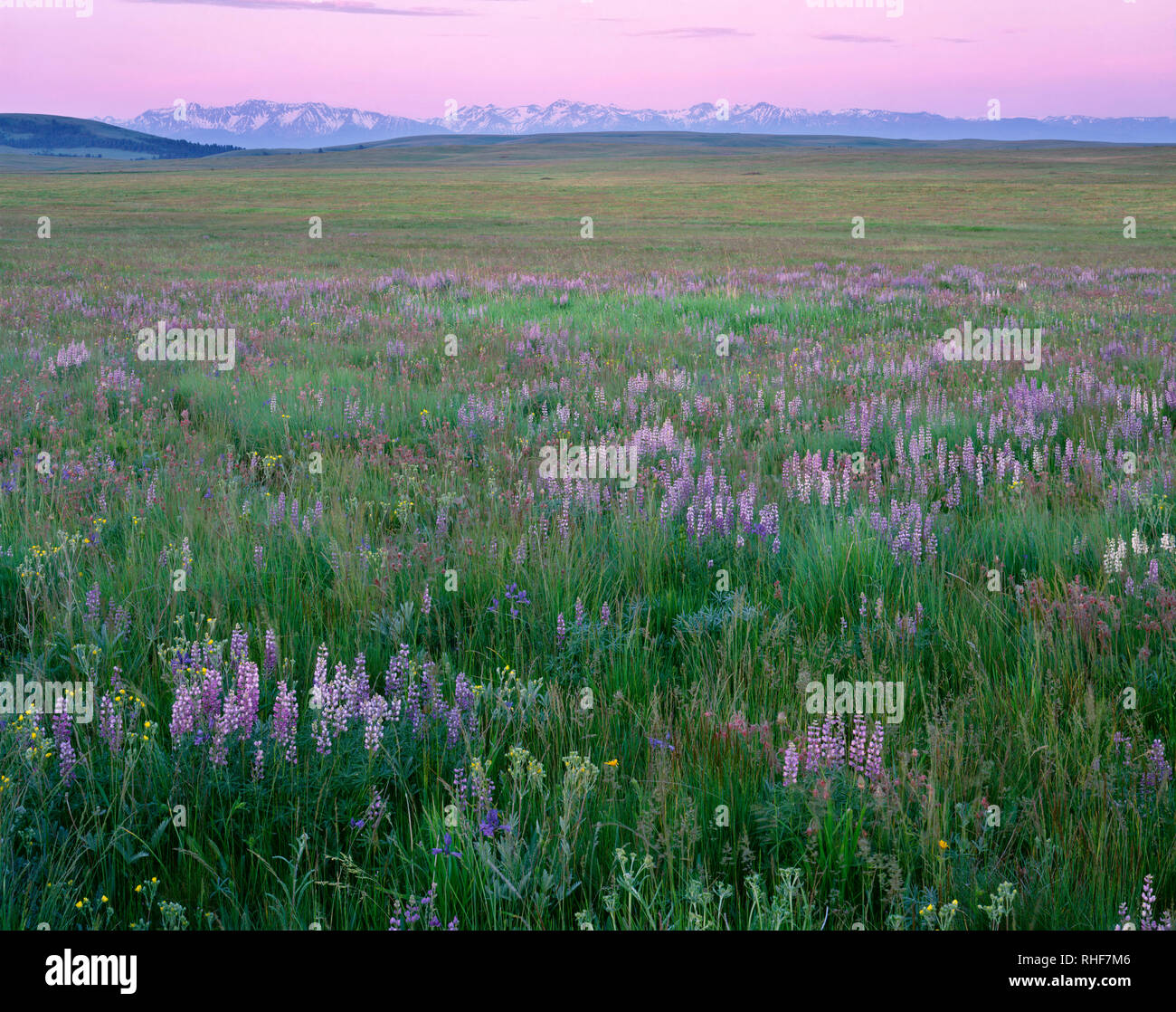 USA, Oregon, Wallowa County, Zumwalt Prairie Preserve, Lupine blooms alongside native grasses while sunrise warms the distant Wallowa Mountains. Stock Photo