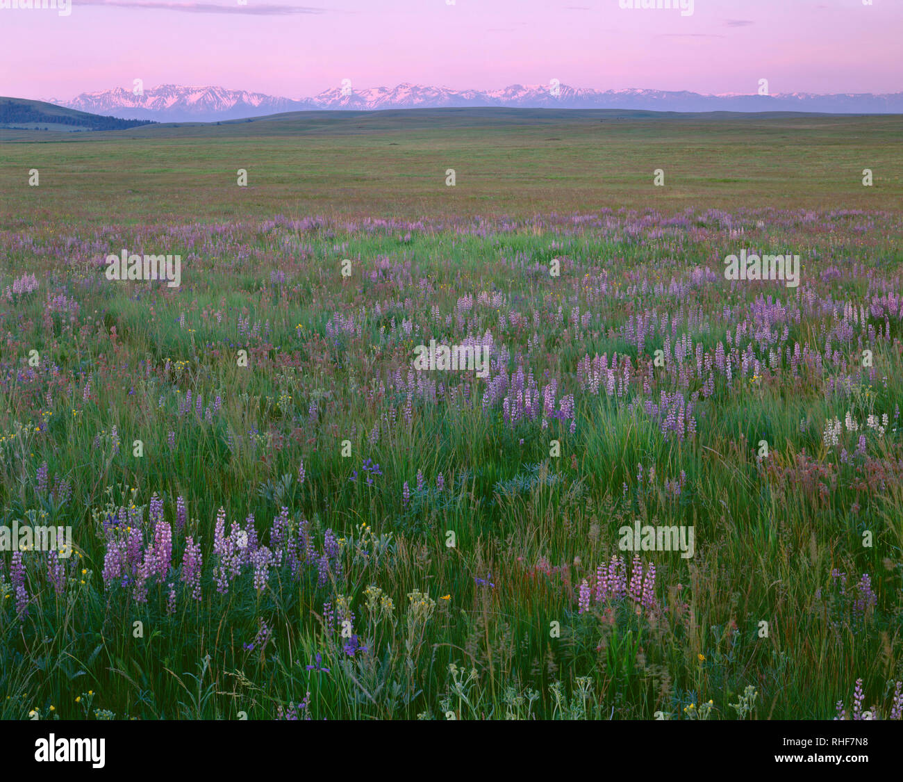 USA, Oregon, Wallowa County, Zumwalt Prairie Preserve, Lupine blooms alongside native grasses while sunrise warms the distant Wallowa Mountains. Stock Photo
