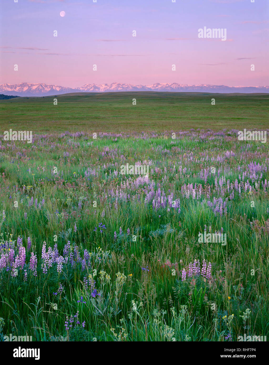 USA, Oregon, Wallowa County, Zumwalt Prairie Preserve, Lupine blooms alongside native grasses while sunrise warms the distant Wallowa Mountains. Stock Photo
