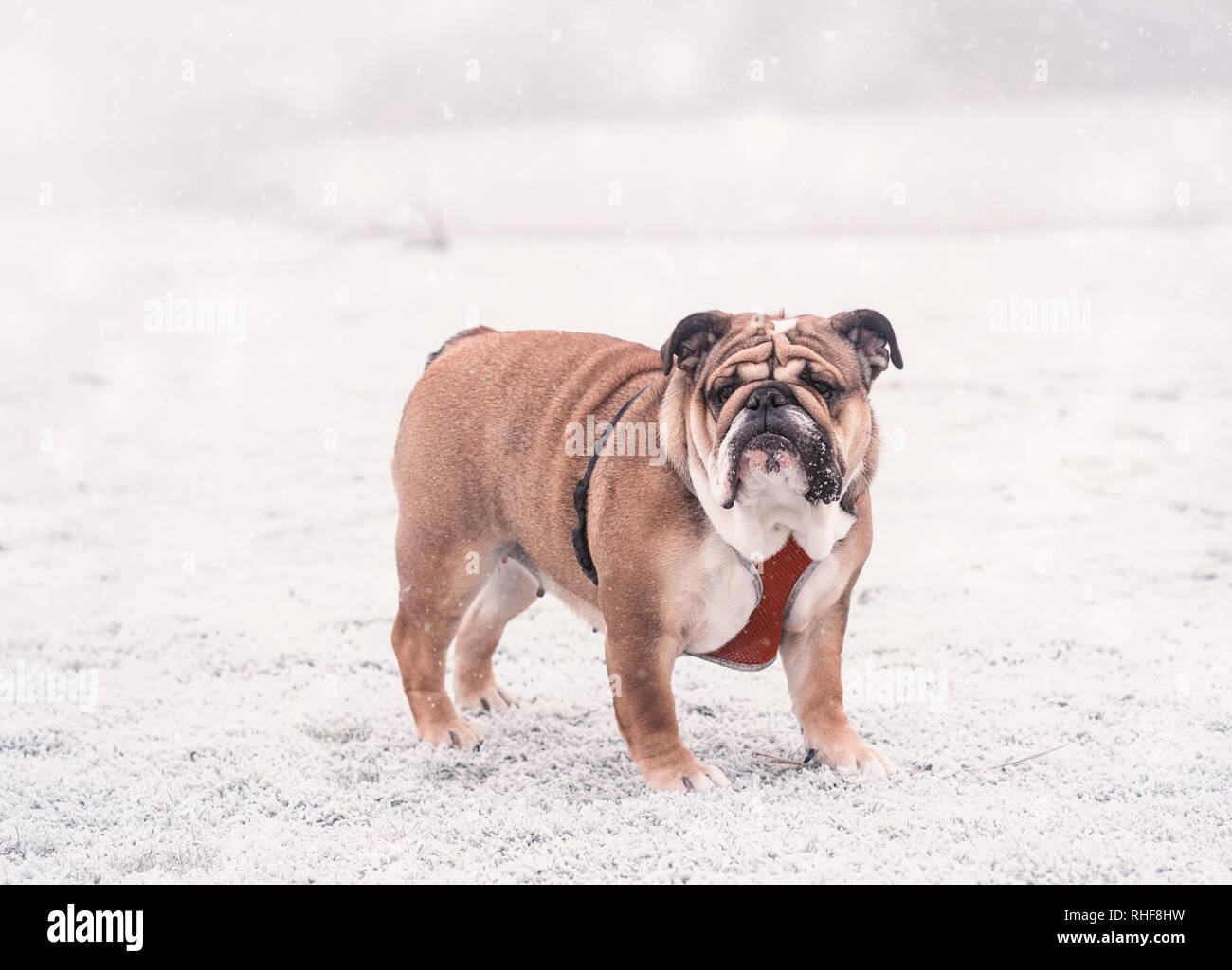 Funny dog of red and black english bulldog playing on the snow looking at camera. Stock Photo
