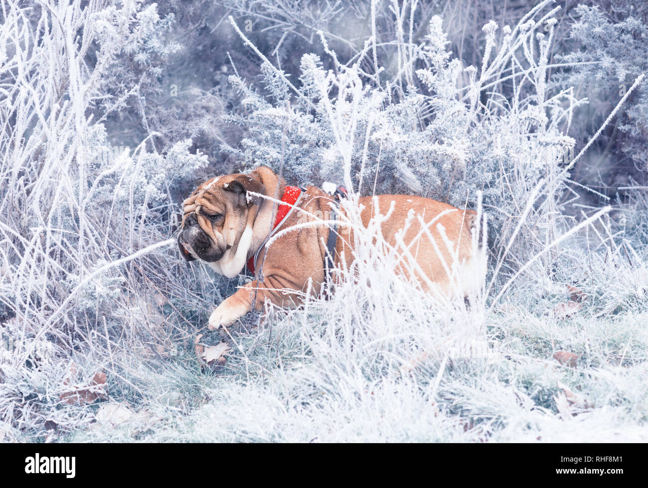 Funny dog of red and black english bulldog playing into the snow bush looking at the side. Stock Photo