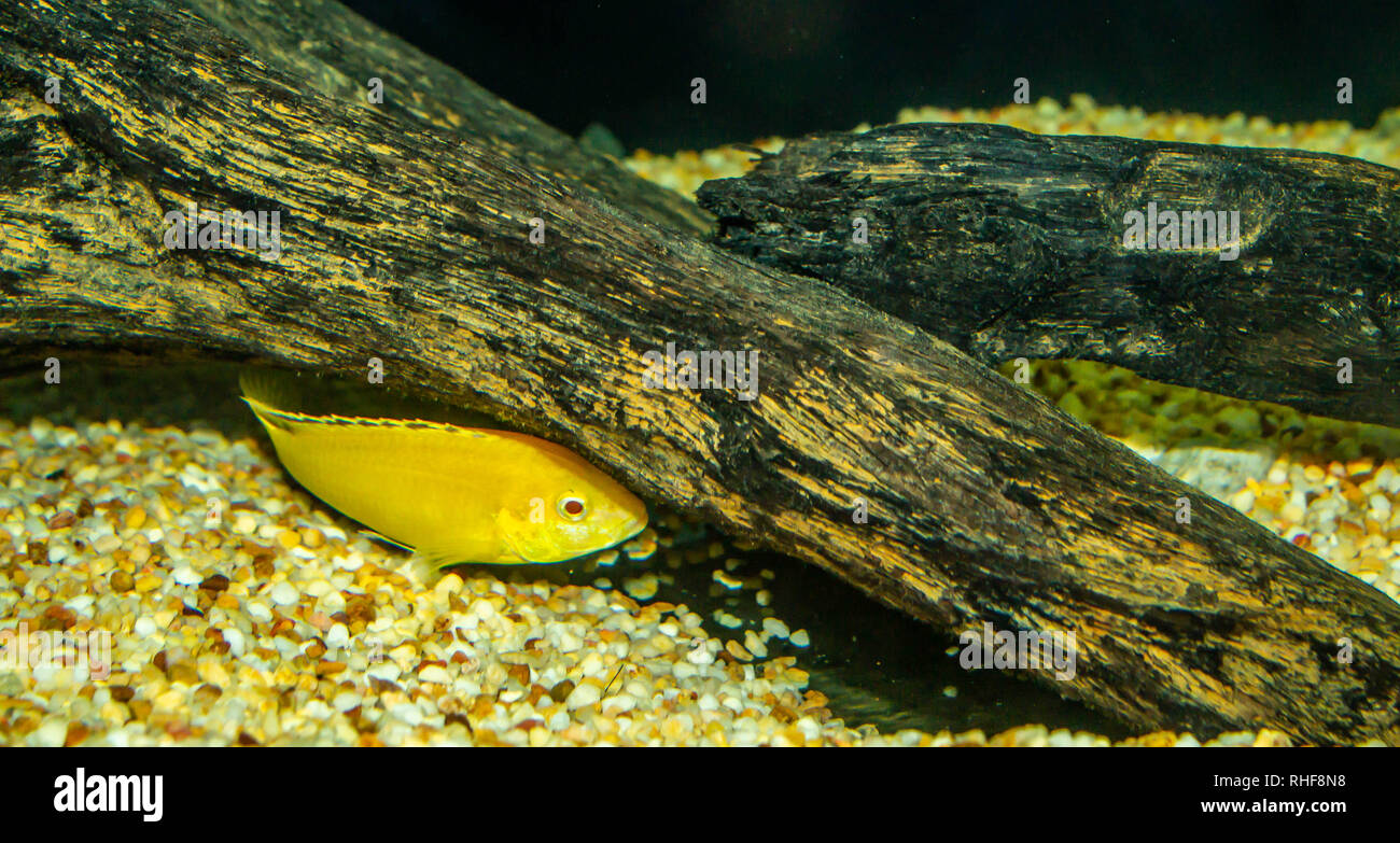 lemon fish cichlid Neolamprologus hiding behind driftwood Stock Photo