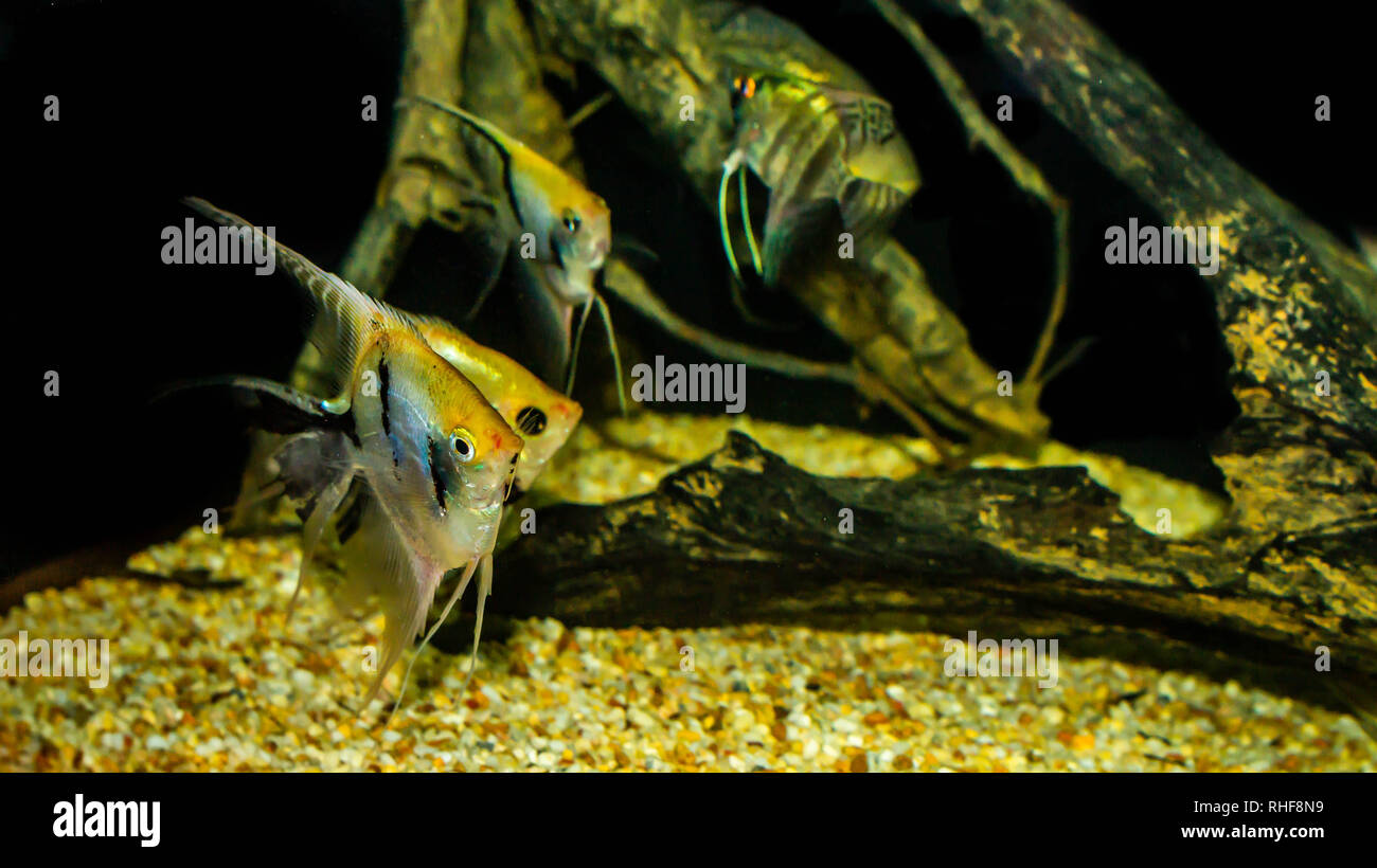 angel fish (Pterophyllum sp) in a biotope aquarium Stock Photo