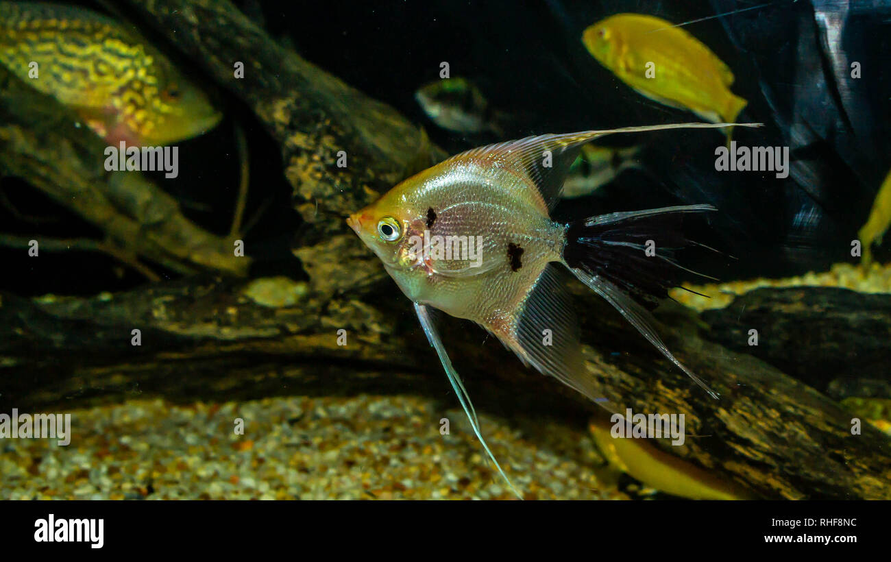 angel fish (Pterophyllum sp) in a biotope aquarium Stock Photo
