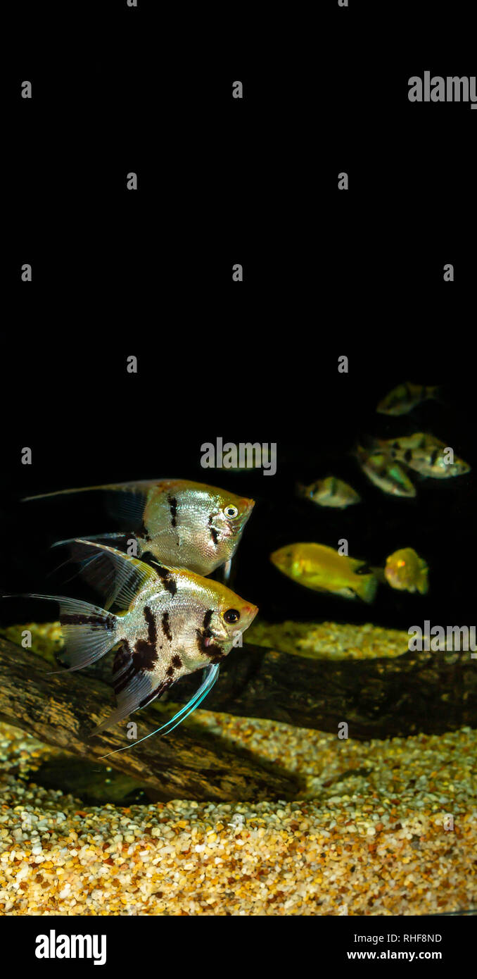 angel fish (Pterophyllum sp) in a biotope aquarium Stock Photo