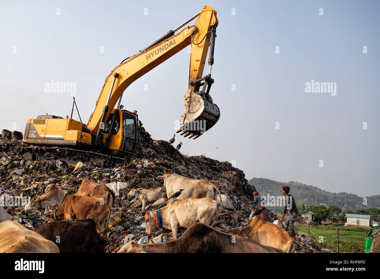 An excavator moves garbage at dump amongst cattle and greater adjutant storks Stock Photo