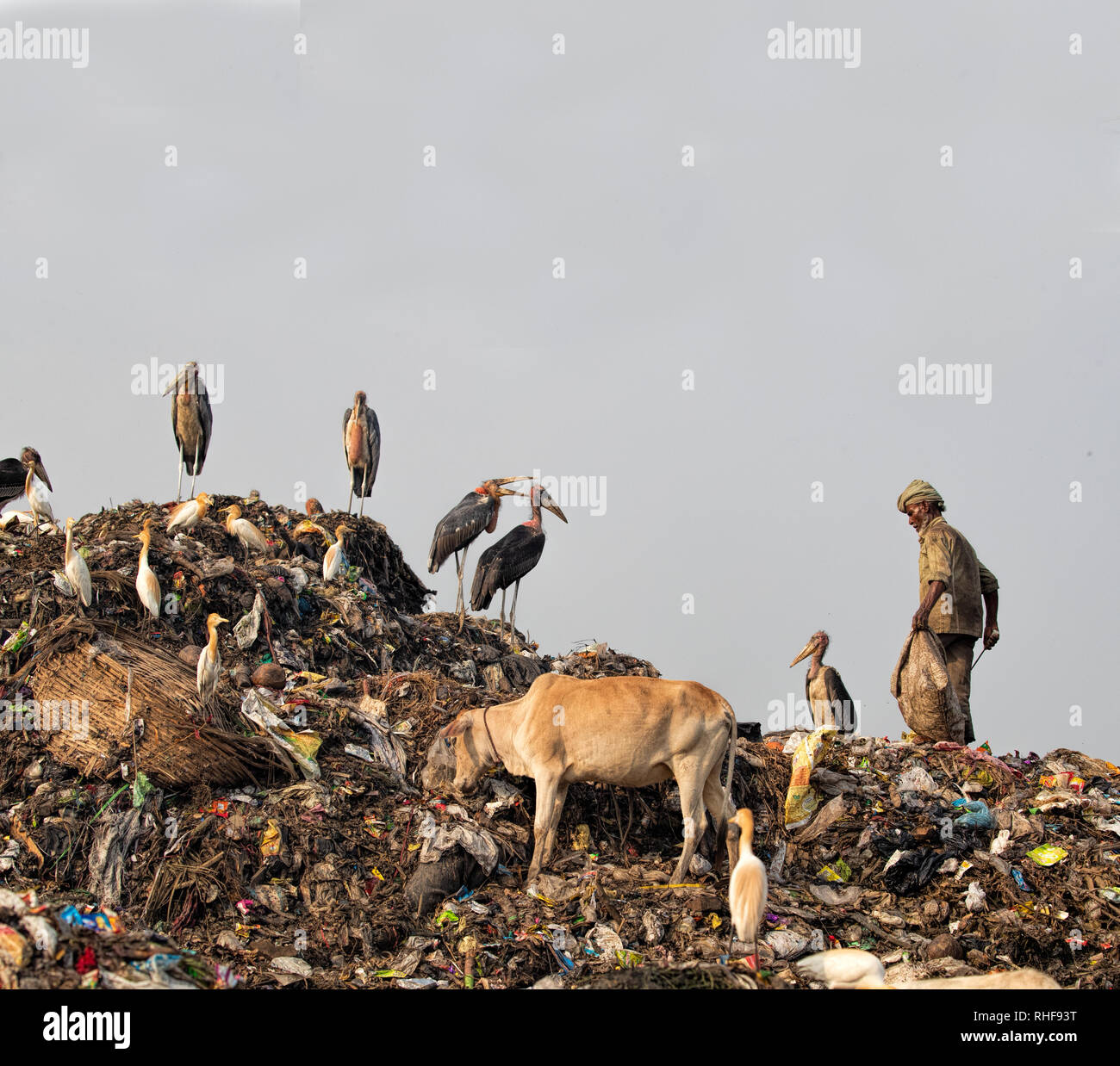 A waste picker walks amongst greater adjutants, cattle and egrets at a dump in Guwahati, India Stock Photo