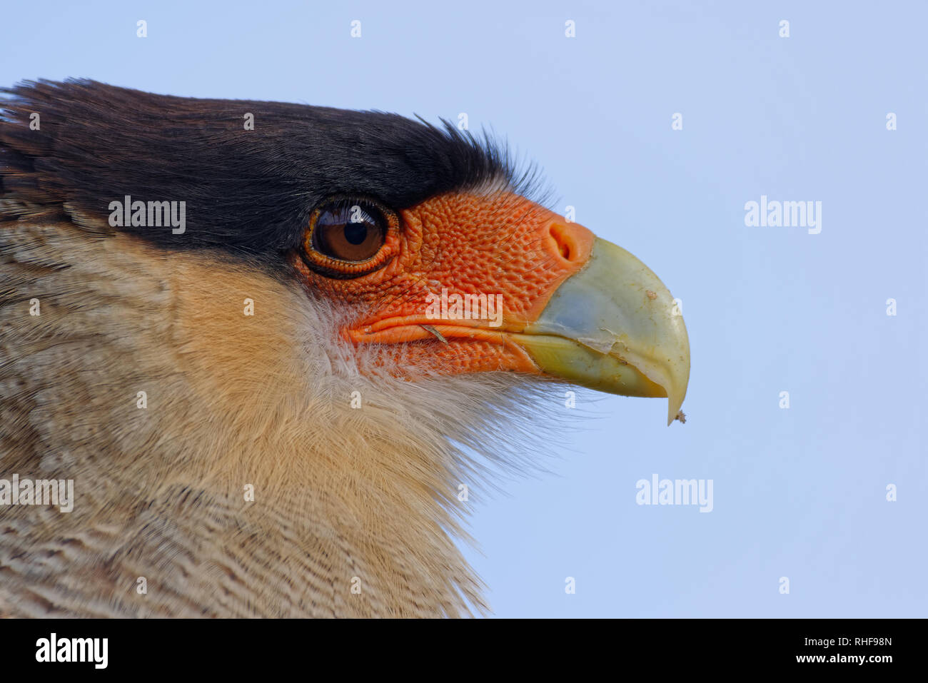 portrait of scavenger bird, known as caracara, carancho or traro, in the forest of Vicente Pérez Rosales National Park Stock Photo