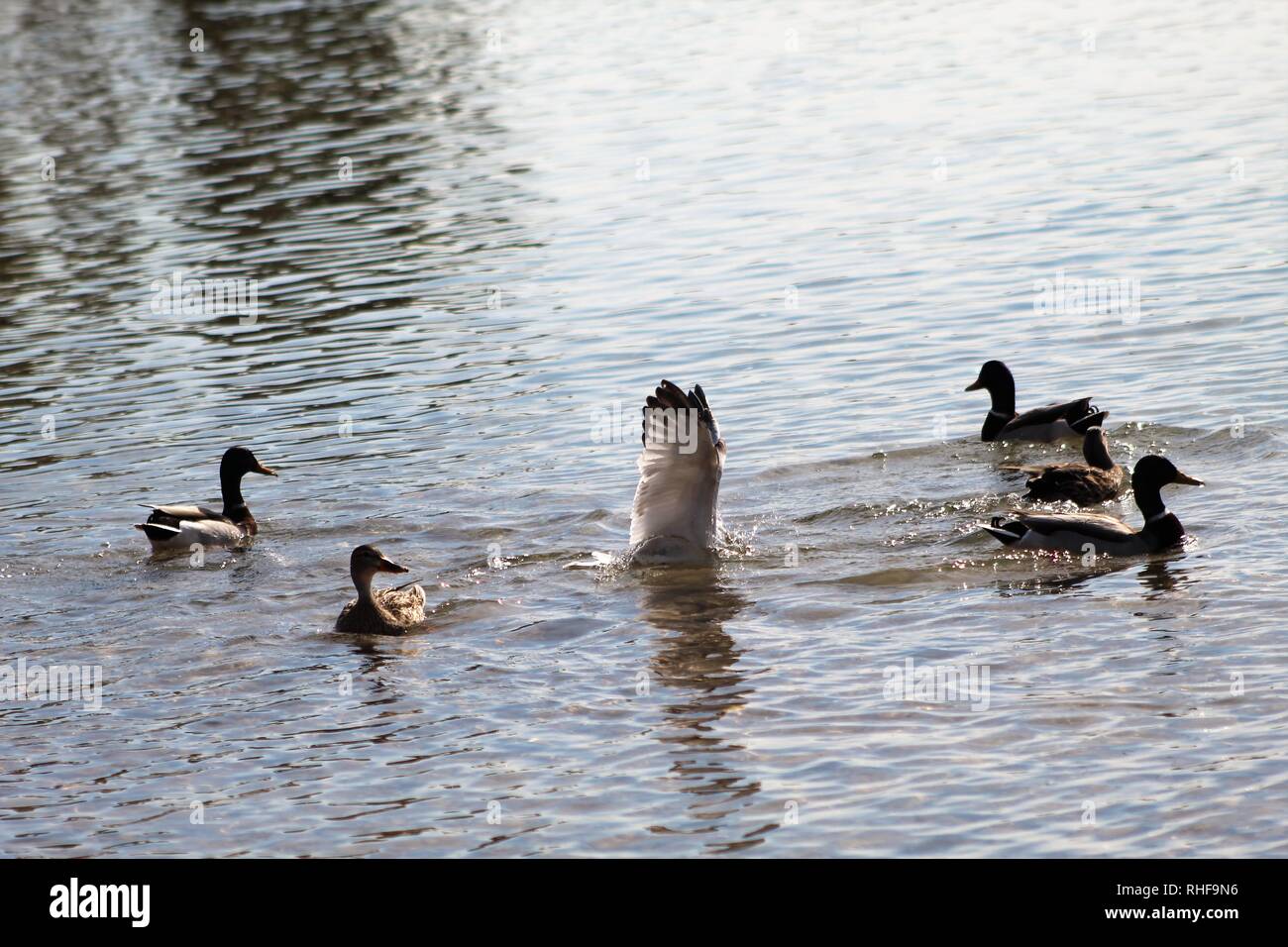 Birds on the Colorado River dominated ducks Stock Photo