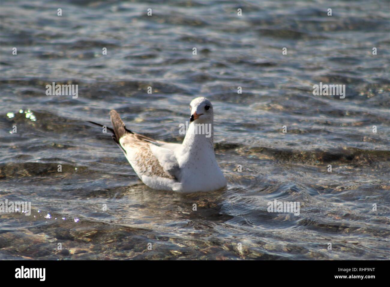Birds floating on the Colorado River Stock Photo
