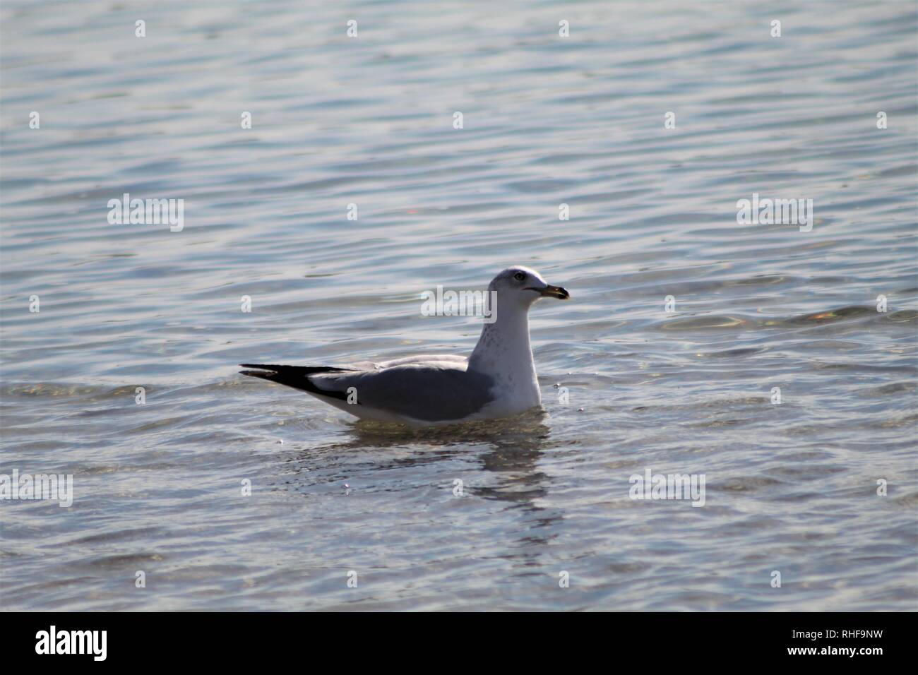 Birds floating on the Colorado River Stock Photo