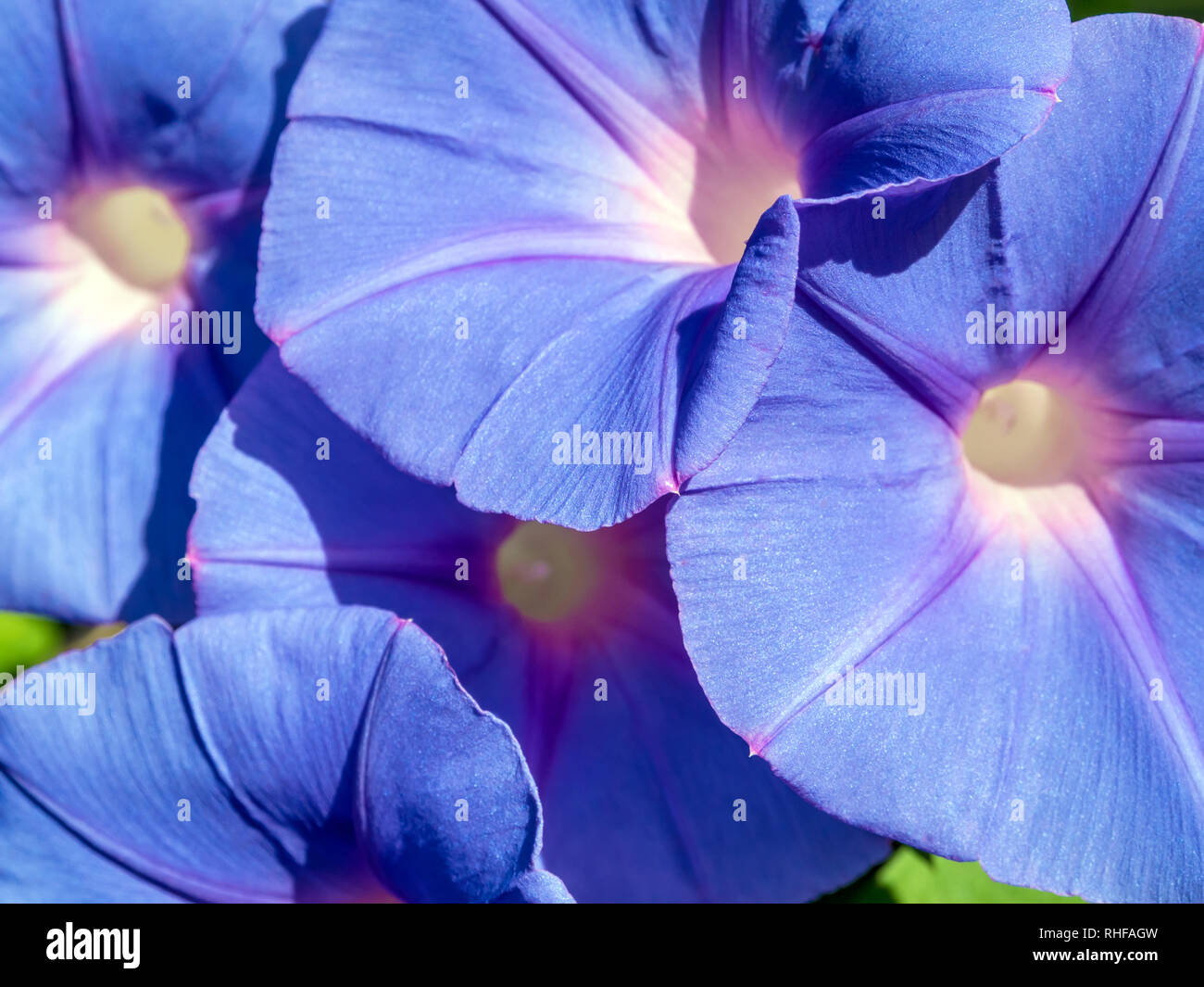 Group of ivy flowers, purple flowers Stock Photo Alamy