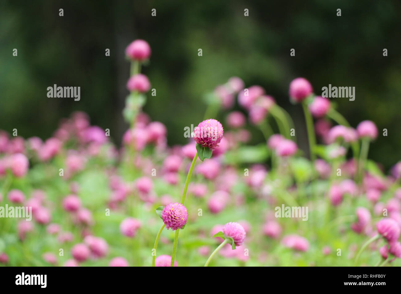 Beautifu lGlobe amaranths,  Amaranthaceae flowers in nature background Stock Photo