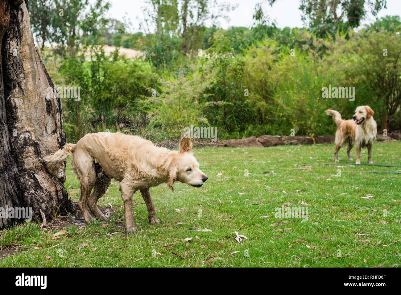 Cute labrador shaking water hires stock photography and images Alamy