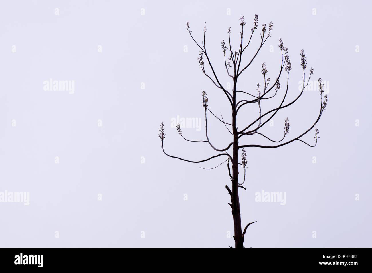 Leafless tree skeleton hi-res stock photography and images - Alamy