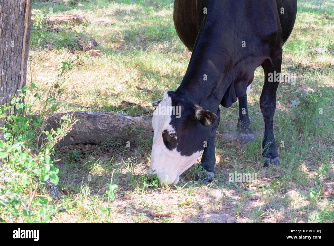 black and white cow grazing on green grass under trees Stock Photo - Alamy