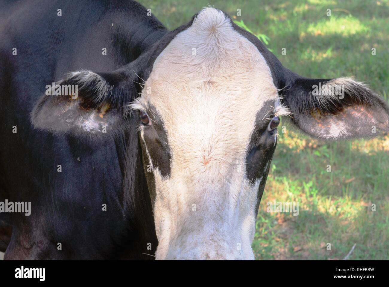 black and white cow grazing on green grass under trees Stock Photo - Alamy