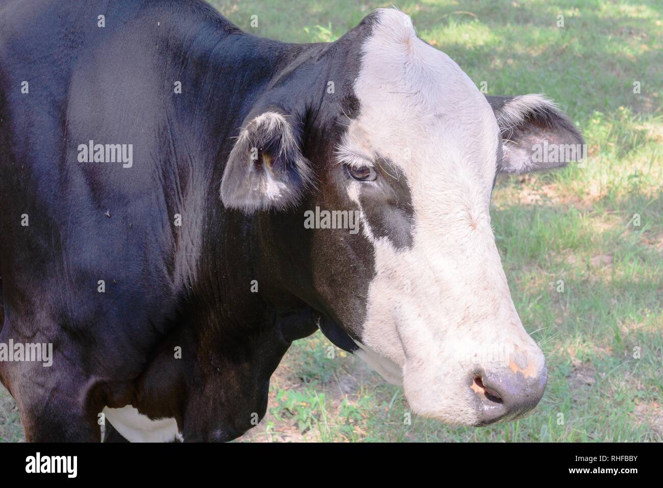 black and white cow grazing on green grass under trees Stock Photo - Alamy