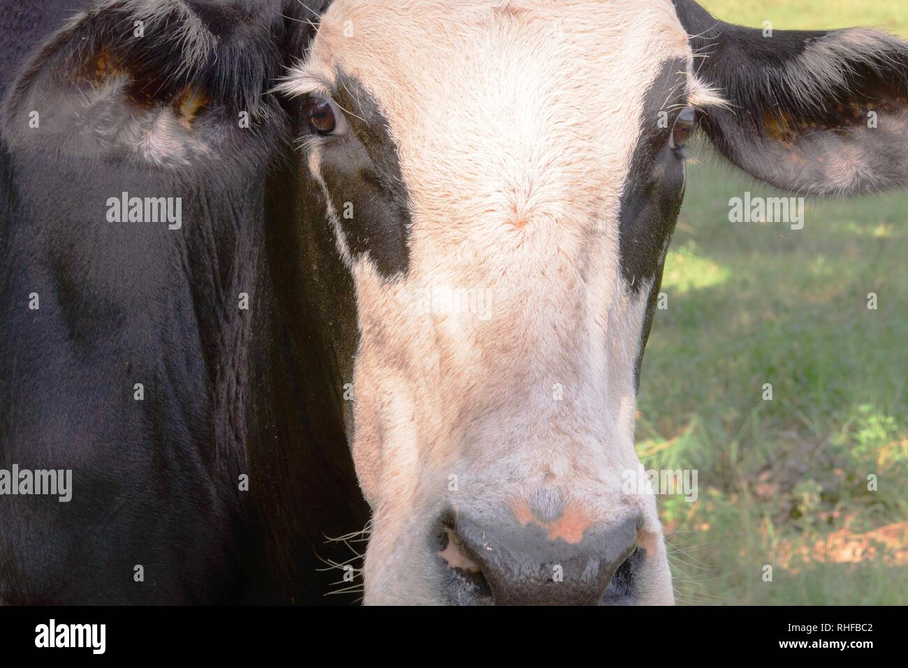 black and white cow grazing on green grass under trees Stock Photo - Alamy