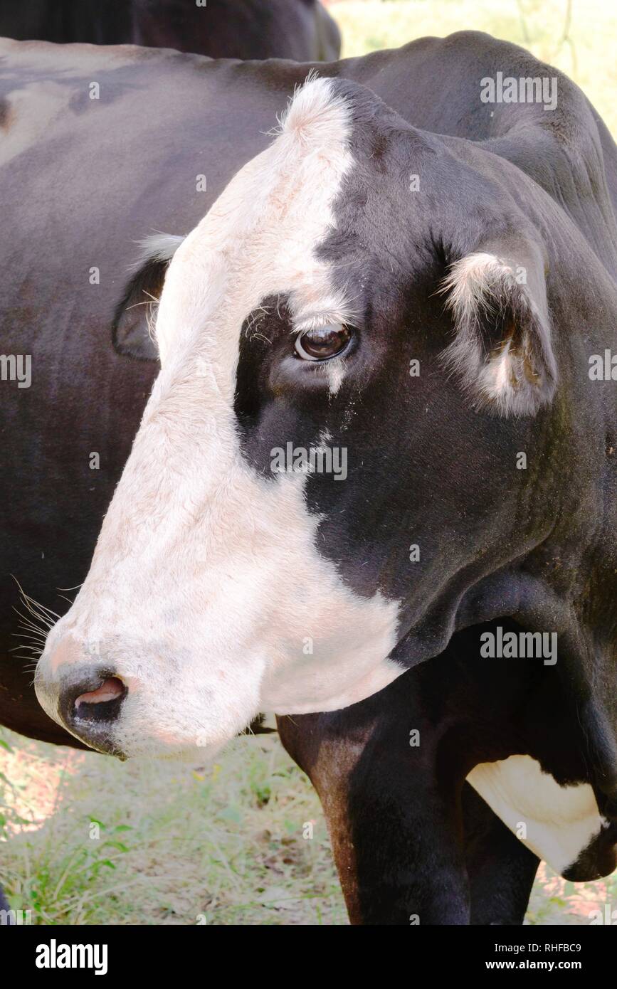 black and white cow grazing on green grass under trees Stock Photo - Alamy