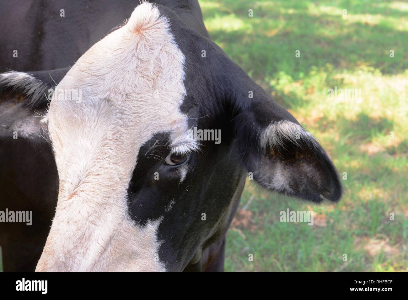 black and white cow grazing on green grass under trees Stock Photo - Alamy