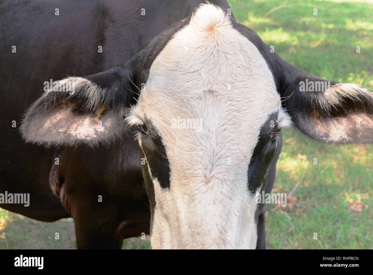 black and white cow grazing on green grass under trees Stock Photo - Alamy