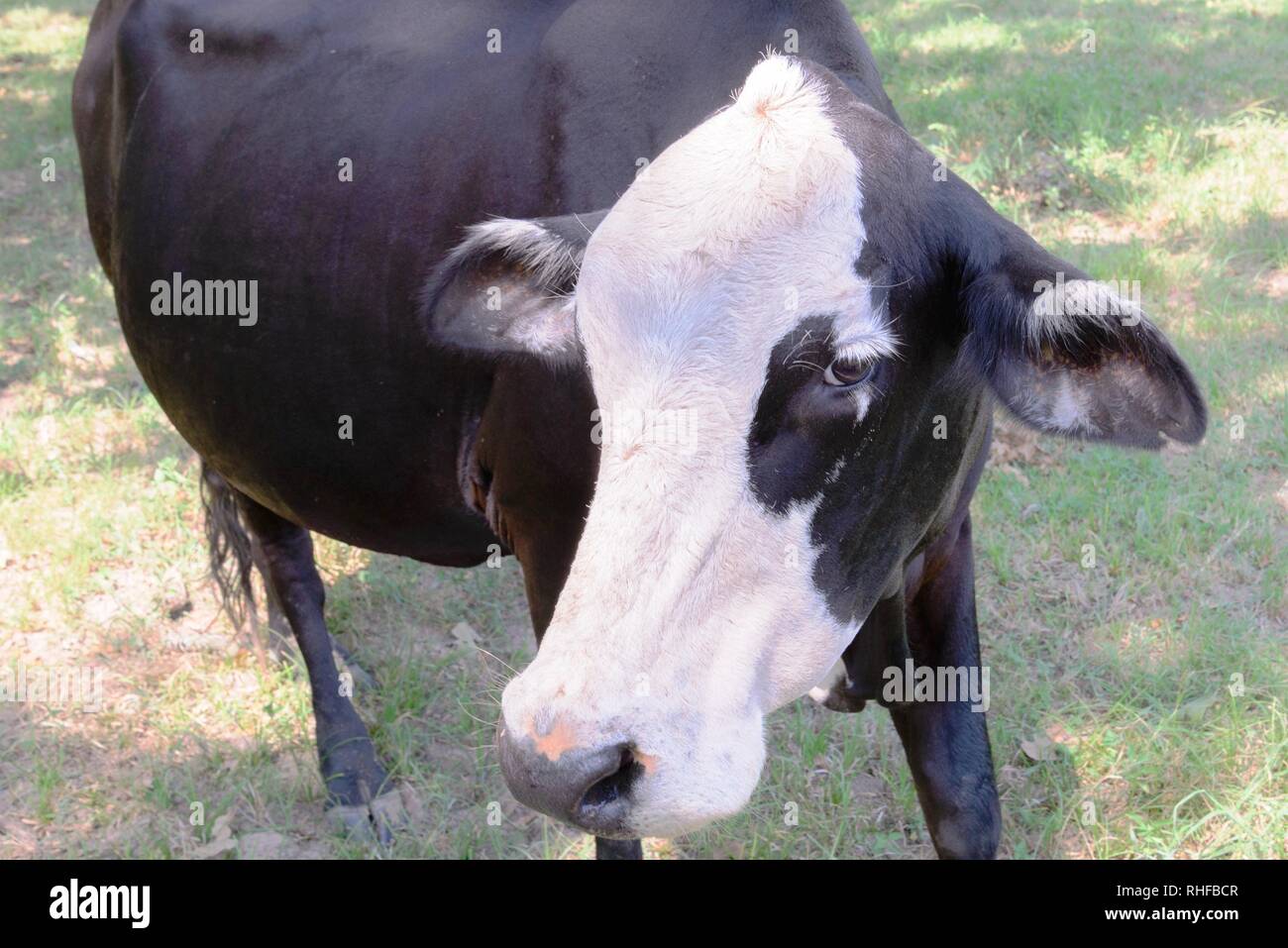 black and white cow grazing on green grass under trees Stock Photo - Alamy