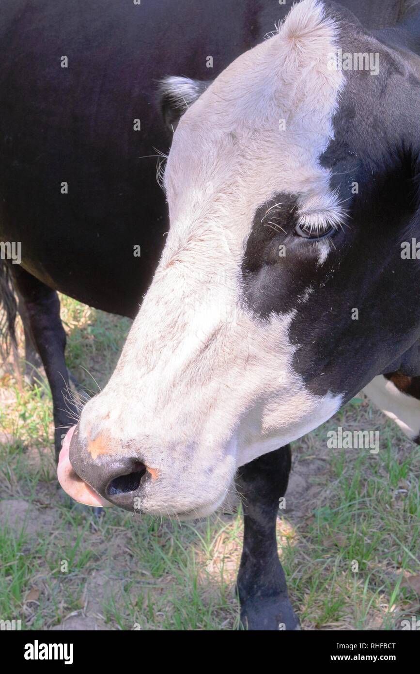 black and white cow grazing on green grass under trees Stock Photo - Alamy