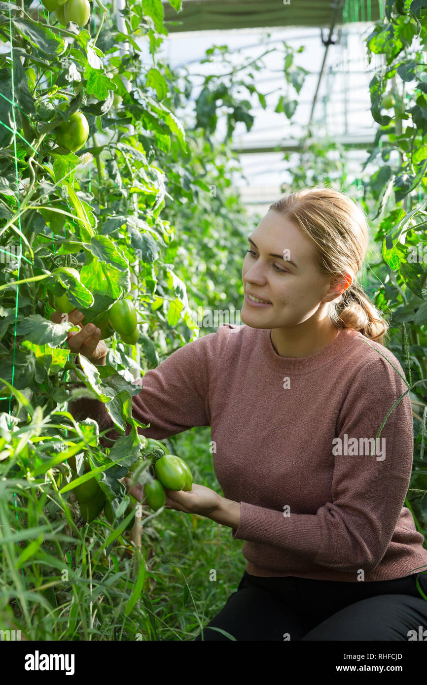 Female owner of plantation supervising growth of tomato plants in ...