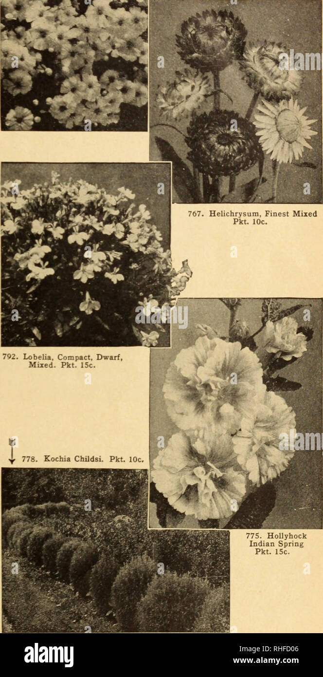 . Bolgiano's capitol city seeds for 1946. Nurseries (Horticulture) Catalogs; Bulbs (Plants) Catalogs; Vegetables Catalogs; Garden tools Catalogs; Seeds Catalogs. &lt;—m 766. Gypsophila elegans alba grandiflora Pkt. 10c.. WASHINGTON, D. C. 33 Fragrance Do you grow flowers just to look at, or must they smell good, too? Mignonette with its unforgettable sweetness is not much to looic at,— it would soon disappear from gardens if it should lose its fragrance,— while HeUotrope, another wonderfully fragrant flower, pleases as well with its beauty. Increase your garden pleasure by studying your flower Stock Photo
