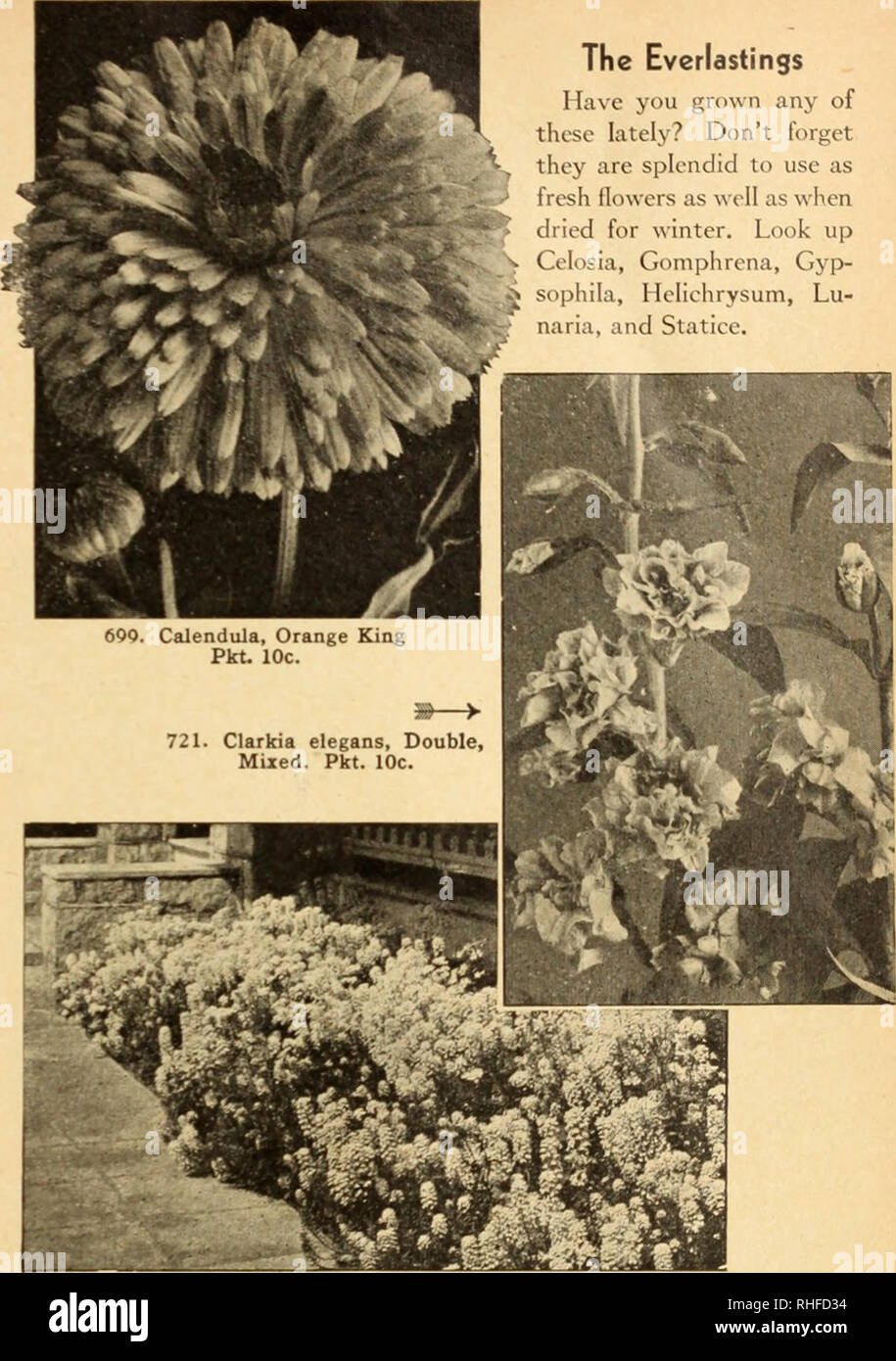 . Bolgiano's capitol city seeds for 1946. Nurseries (Horticulture) Catalogs; Bulbs (Plants) Catalogs; Vegetables Catalogs; Garden tools Catalogs; Seeds Catalogs. Canterbury Bells A., B. 7M. Campanula medium. Single, Mixed. B. Beautiful b^ll-like tlowerv; of blue. pink, and while in early summer. A splendid border pi.int. 2 ft. Pki. UV.; '4OZ. -lOc.; l;OZ. 7&gt;.-. 709.'Annual Canterbury Bells, Mixed. A. Blooms in less than 5 months alter sowing and by successive plant- ings one can h.ive Canterburv Bells right up to frost. A mixture of various shades of blue, pink, rose, and while. 2 ft. Pkt.  Stock Photo