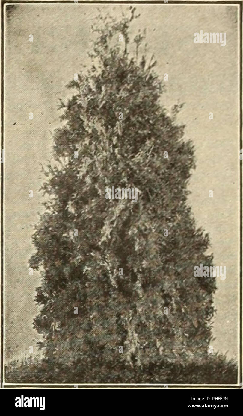 . Bolgiano's capitol city seeds : 1937 48th year. Nurseries (Horticulture) Catalogs; Bulbs (Plants) Catalogs; Vegetables Catalogs; Garden tools Catalogs; Seeds Catalogs; Flowers Catalogs; Poultry Equipment and supplies Catalogs. Juniperus Pfitzeriana. Arborvitae Pyramidal shape. Spiny silvery green foli- LOW GROWING OR DWARF HARDY EVERGREENS ARBORVITAE. Globe. Dense globe- sliaped, dark green foliage. Used in large tubs or for foundation planting. 15 to 18 inches, $1.00; 2 to 2'^ feet, $1.50; 2Vi to 3 feet, $2.00. ARBORVITAE. Tom Thumb. Low and broad with feathery gray-green foliage. 18 to 24  Stock Photo
