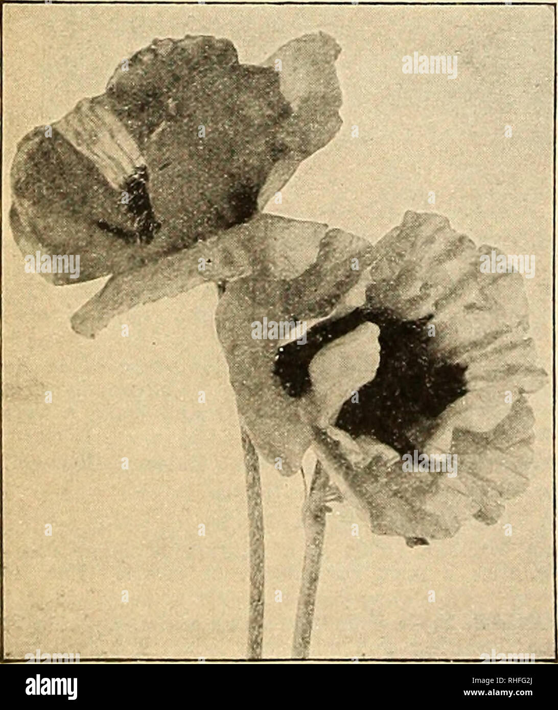 . Bolgiano's capitol city seeds : 1935. Nurseries (Horticulture) Catalogs; Bulbs (Plants) Catalogs; Vegetables Catalogs; Garden tools Catalogs; Seeds Catalogs; Flowers Catalogs; Poultry Equipment and supplies Catalogs. Phlox Drummondi 841. SWEET BRIER A.—The New Double Shirley Poppy. (See illustration in color back outside cover.) One of the most popular shades in shirley poppies has been wild rose pink. We now offer this most beautiful color in a double flowering form. The blossoms are full double resembling a very large double begonia. Pkt. 15 cts.; Vi oz. 40 cts.; oz. $1.00. PERENNIAL POPPI Stock Photo