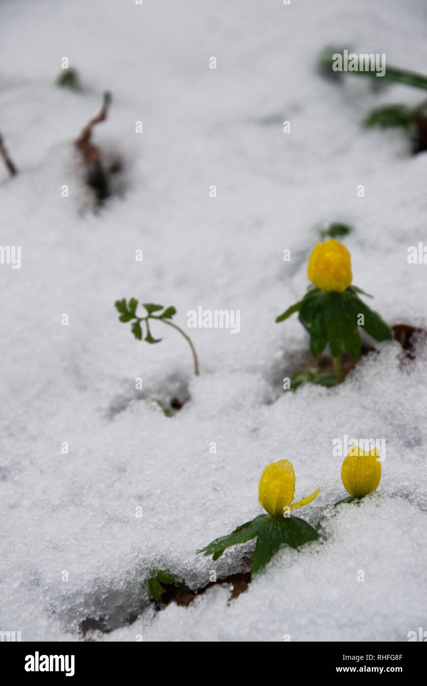 Three tiny yellow flowers (winter aconite, or eranthis) burst through the frosty white snow, defying the ice to show off bright yellow and green Stock Photo