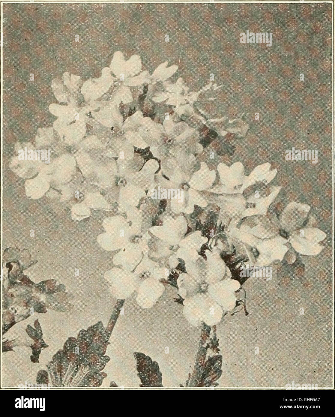 Bolgiano S Capitol City Seeds 1930 Nurseries Horticulture Catalogs Bulbs Plants Catalogs Vegetables Catalogs Garden Tools Catalogs