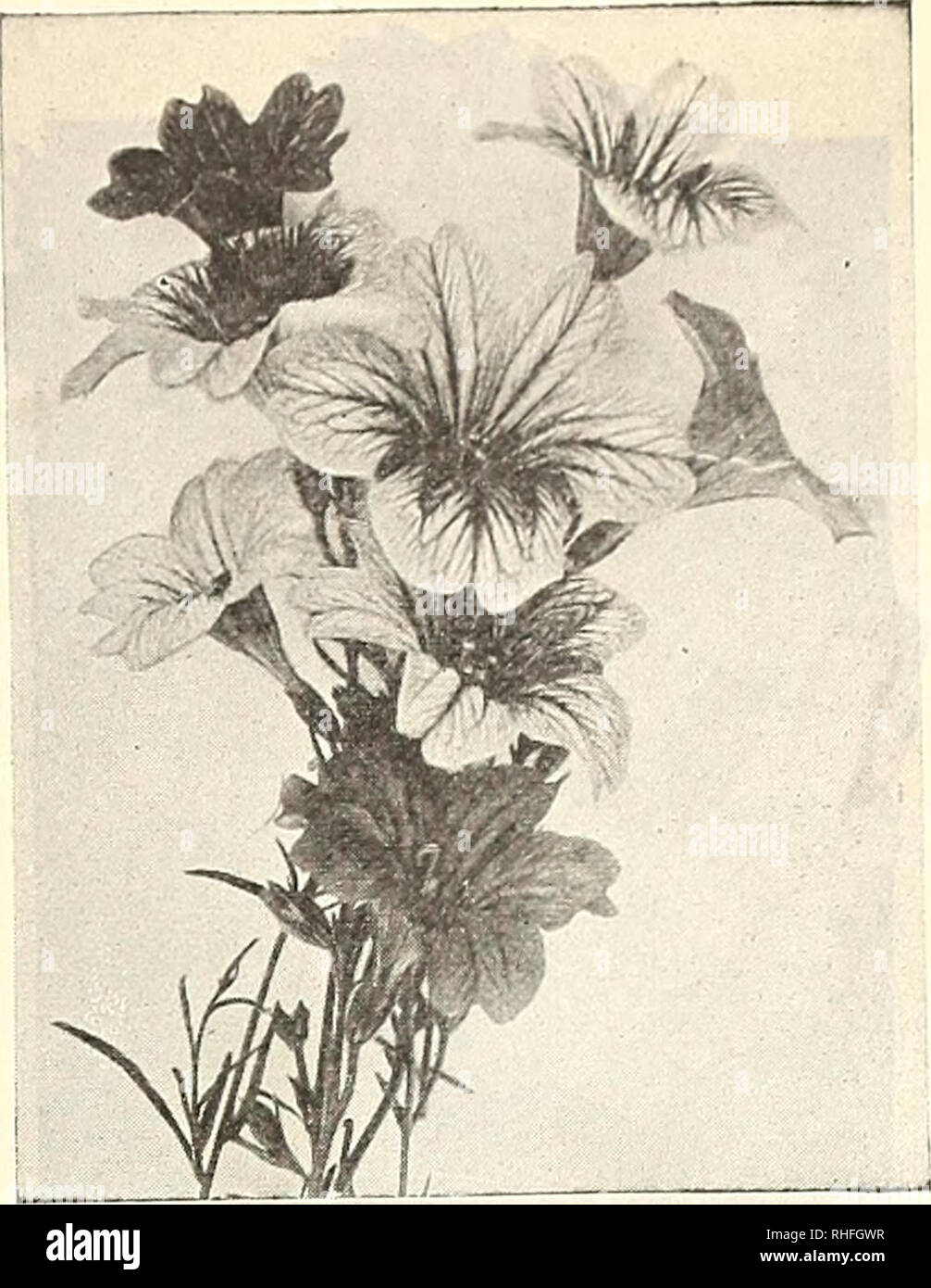 . Bolgiano's capitol city bulbs &amp; seeds : fall 1922. Nurseries (Horticulture) Catalogs; Bulbs (Plants) Catalogs; Seeds Catalogs. Salvia, Bonfire. as trees are starting in leaf, oz. 45 cts. Pkt. 5 cts SCARLET RUNNER BEAN. See page 50. 100. SUNFLOWER, DOUBLE CHRYSANTHEMUM^ FLOWERED. A. Positively the finest sunflower in cultiva- tion. Plants grow 7 feet high. Flowers always perfectly double and of brightest golden-yellow. Pkt. 5 cts,; oz. 30c. N24. SALPIQLOSIS. A. An exceedingly beautiful, showy flower, of purple, red, yellow, buff and blue, all deli- cately veined. Pkt. 5 cts.; y4 oz. 35 ct Stock Photo
