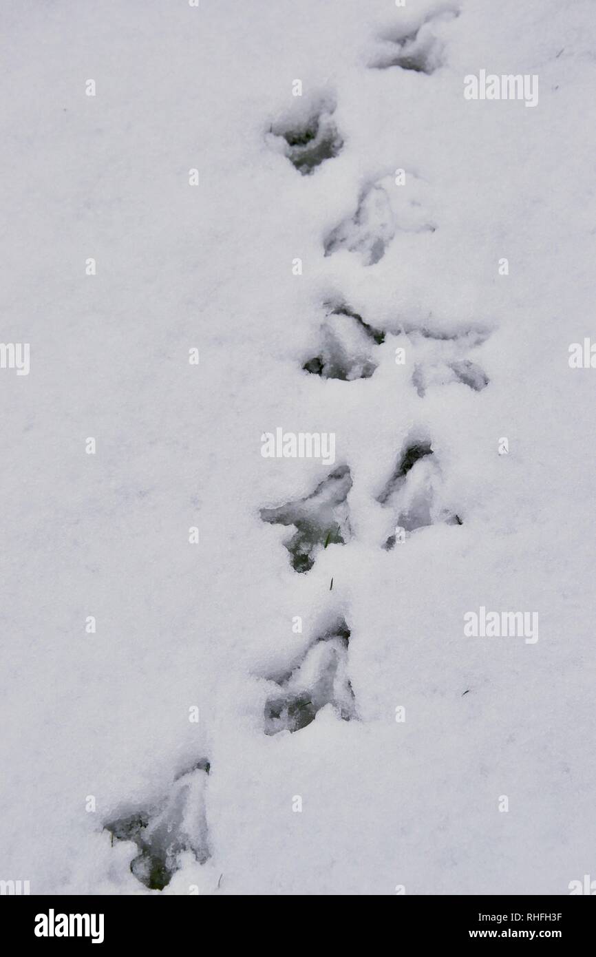 Pheasant tracks in snow hi-res stock photography and images - Alamy