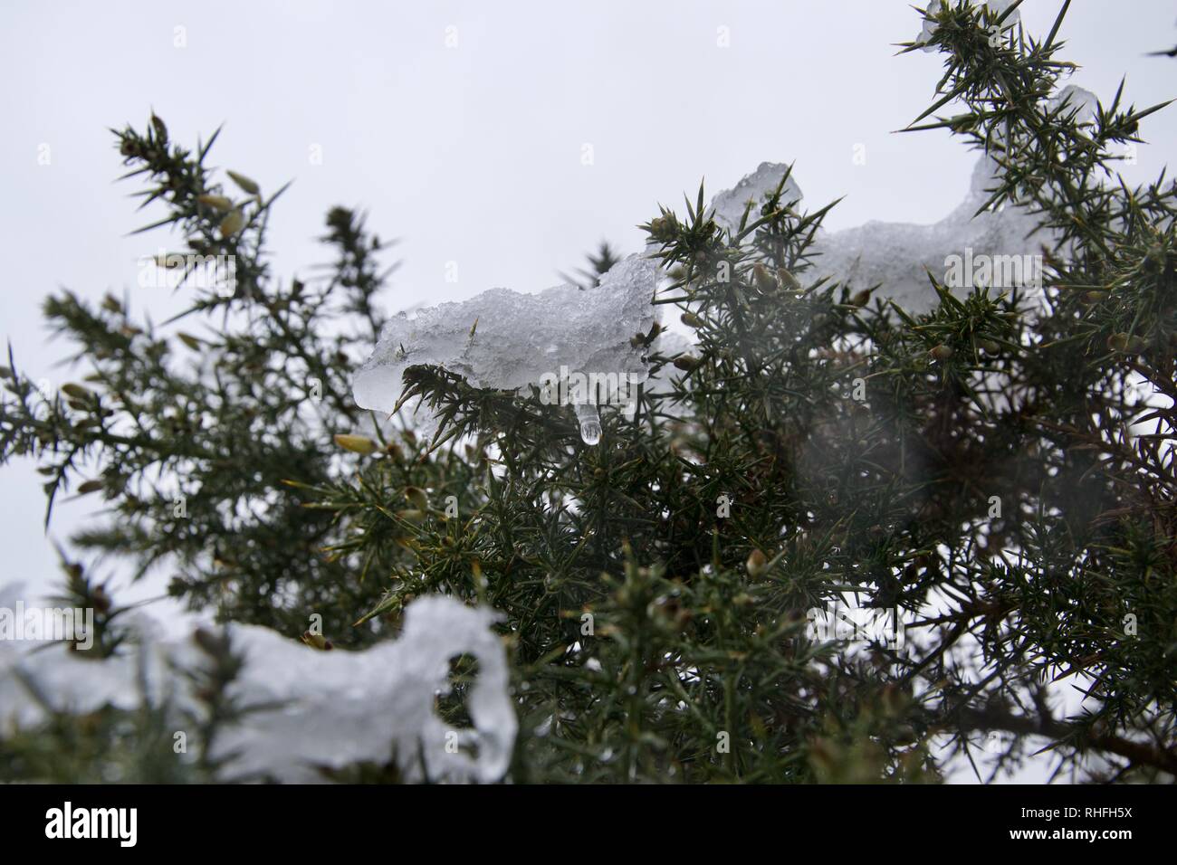 Close up of patches of white icy snow on the branches, leaves and needles of a spiky green gorse bush. The snow is thawing, melting and dripping Stock Photo