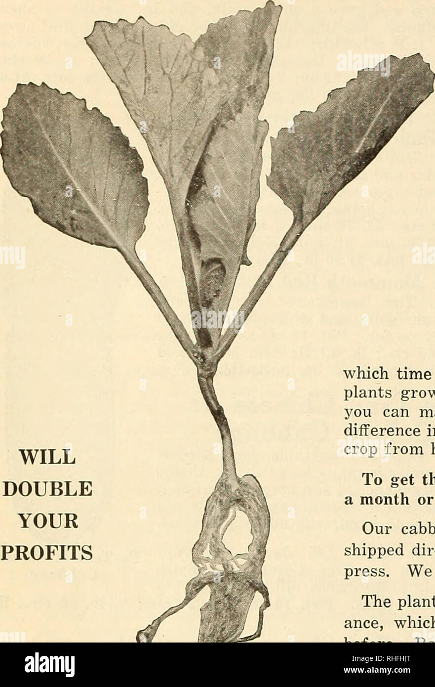 . Bolgiano's capitol city seeds : seeds that succeed. Nurseries (Horticulture) Catalogs; Bulbs (Plants) Catalogs; Vegetables Catalogs; Garden tools Catalogs; Seeds Catalogs; Flowers Catalogs; Poultry Equipment and supplies Catalogs. 12 F. W. BOLGIANO &amp; CO., INC., Washington, D. C. FROST PROOF CABBAGE PLANTS READY FOR IMMEDIATE DELIVERY Mature Heads Two to Three Weeks Earlier Than Your Home-Grown Plants In the famous Sea Island Cotton growing region of South Carolina there is found a soil and climatic conditions just suited for growing tough hardy cabbage plants during the Winter and early  Stock Photo