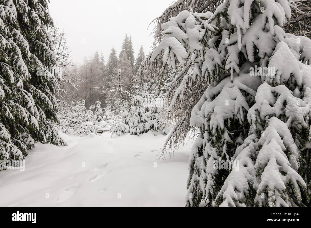 Winter with snow in the Thuringian Forest near Oberhof, Germany. Stock Photo