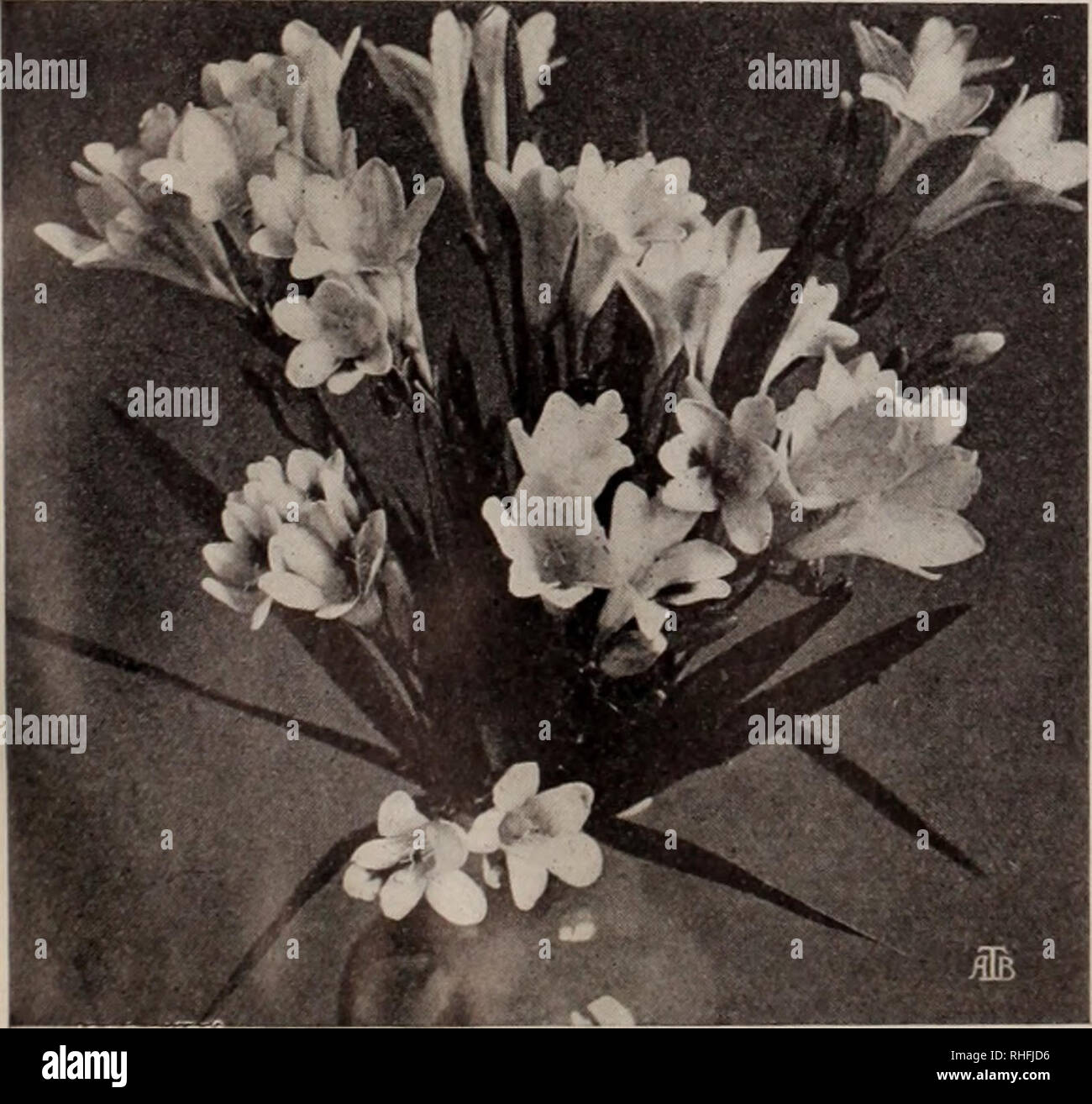 . Boddington's quality bulbs, seeds and plants / Arthur T. Boddington.. Nursery Catalogue. Boddington'8 Pink Freesia Boddington's &quot;Quality&quot; Lily-of-the-Valley FREESIA REFRACTA ALBA, etc. Of all South African flowering bulbs, the Freesia is doubtless the best known and most esteemed. The gracefully branched, fragrant flowers are of long duration, and, being freely produced, are profit- able for commercial purposes, and satisfactory to amateurs. If planted early they may be had in bloom by Christmas. Plant eight or ten bulbs in a 6-inch bulb-pan, covering them one inch. The peculiar ha Stock Photo
