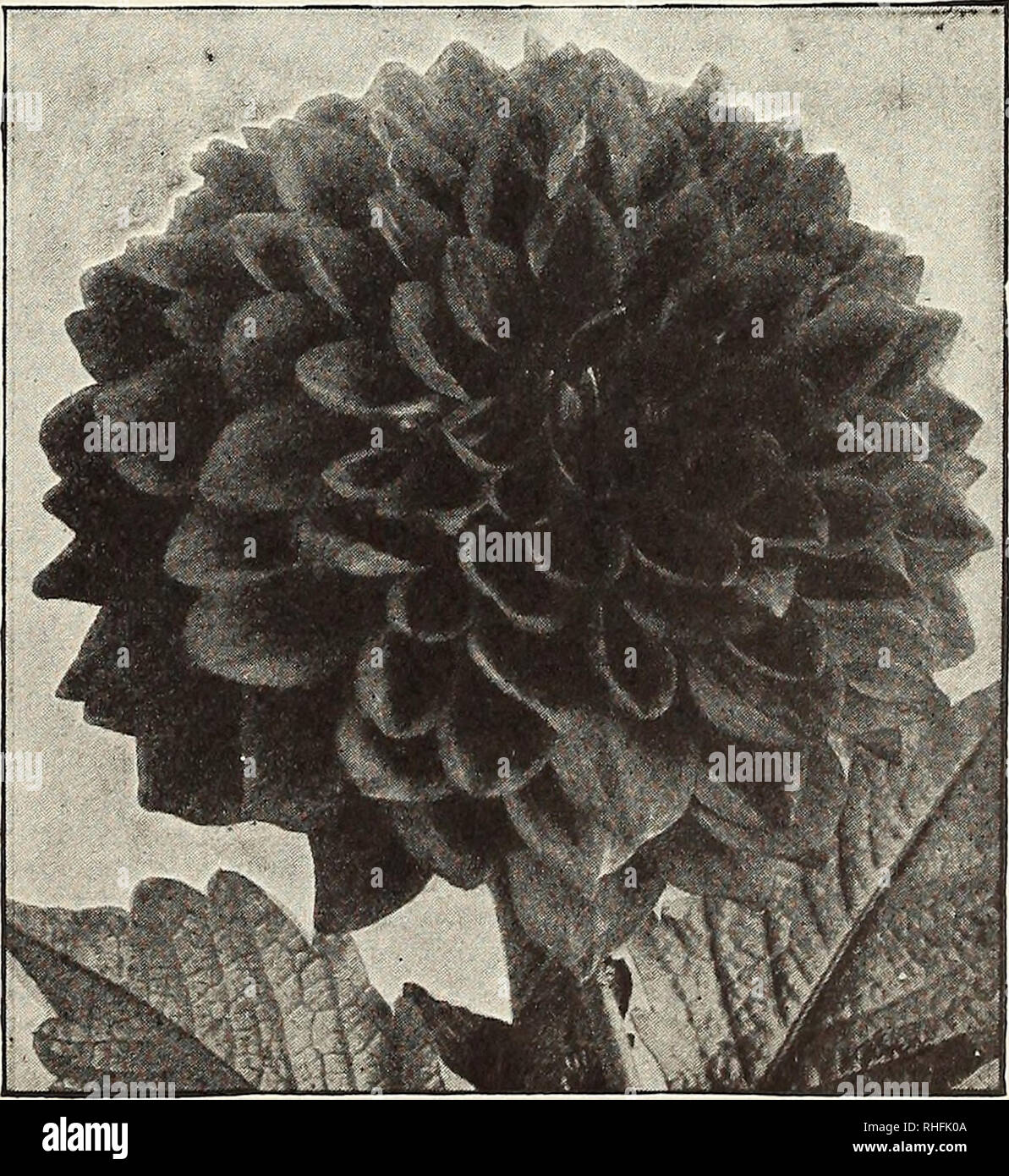 . Bolgiano of Baltimore garden guide 1929. Seeds Maryland Baltimore Catalogs; Vegetables Maryland Baltimore Catalogs; Nurseries (Horticulture) Maryland Baltimore Catalogs; Flowers Seeds Catalogs; Gardening Equipment and supplies Catalogs. CACTUS DAHLIAS Attraction. Large, elegant flower of a clear lilac-rose, on long, stiff stems. 50 cts. each. Cigarette. Creamy white blooms, heavily edged with pome- granate-red but varying greatly, no two flowers being exactly alike. The long petals are inclined to roll, forming large, deep flowers of great substance on very long stems. $1 each. Countess of L Stock Photo