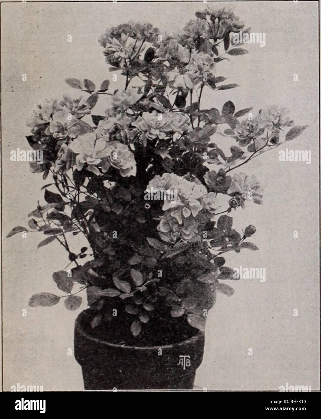 . Boddington's quality bulbs, seeds and plants / Arthur T. Boddington.. Nursery Catalogue. BODDINGTON'S ^A4&lt;ltltA/ R^SES 137 Standard, or Tree Roses (Grafted on Rugosa Stock) Tree Baby Ramblers, etc. BABY DOROTHY (Grown as a Standard). ' This variety has created quite a sensation wiien exhibited at the English National Rose Society's and otlier shows. &quot;Baby Dorothy,&quot; when planted out, blooms perpetually from spring until autumn. Flowers rosy pink. 75 cts. each, $3 50 for 5. MME. NORBERT LEVAVASSEUR BABY RAMBLER (Grown as a Standard). See description opposite. 50 cts. each, $5 per  Stock Photo