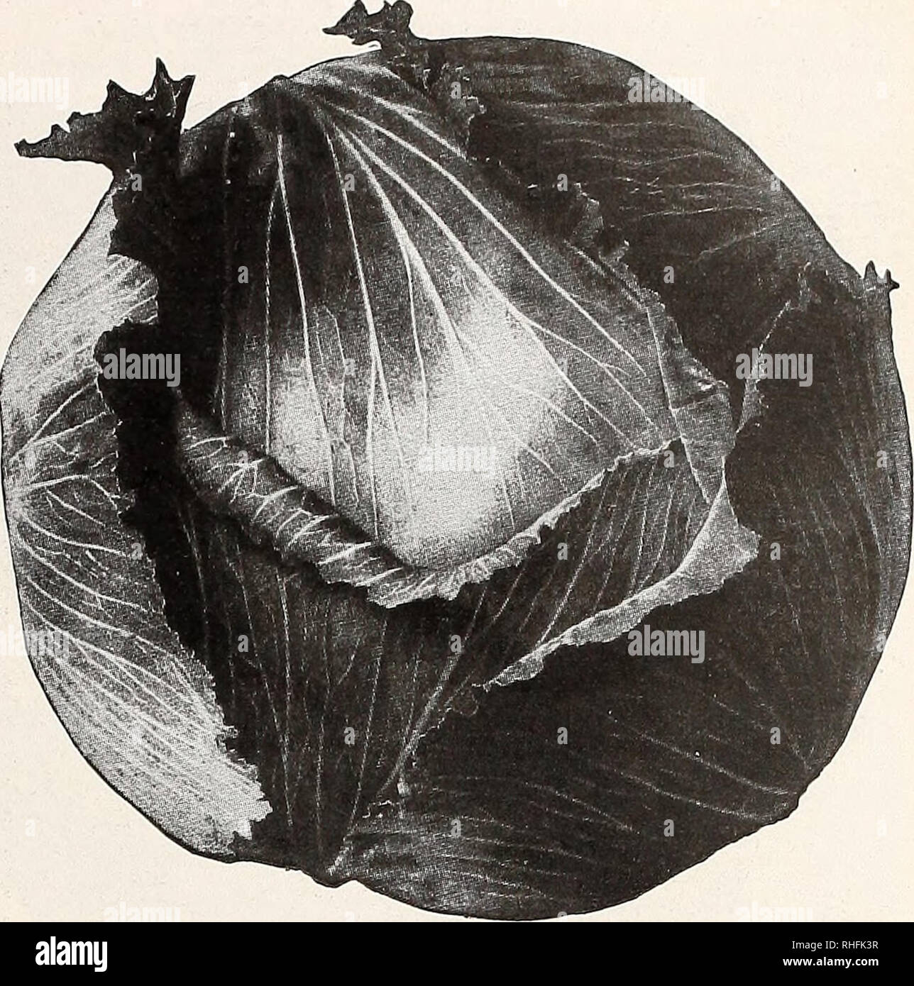 Bolgiano S 100 Years Glory Tomato Seeds Maryland Baltimore Catalogs Vegetables Maryland Baltimore Catalogs Flowers Maryland Baltimore Catalogs Fruit Maryland Baltimore Catalogs Grasses Maryland Baltimore Catalogs Gardening Maryland Baltimore